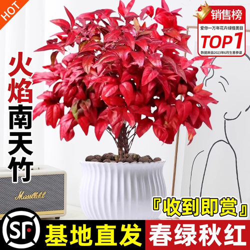 冬季耐寒红叶植物室内客厅好养观