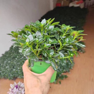 四季 常青金鱼花吊兰盆栽室内绿植花卉多肉植物绿萝好养客厅植物花