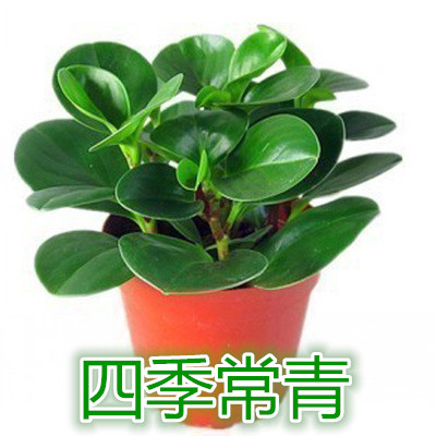 桌面盆栽-青叶碧玉-豆瓣绿 净化空气吸甲醛 水培土培四季常青