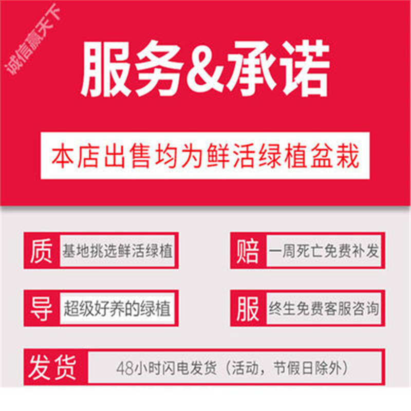 七叶莲四季常青八方来财鸭脚木室