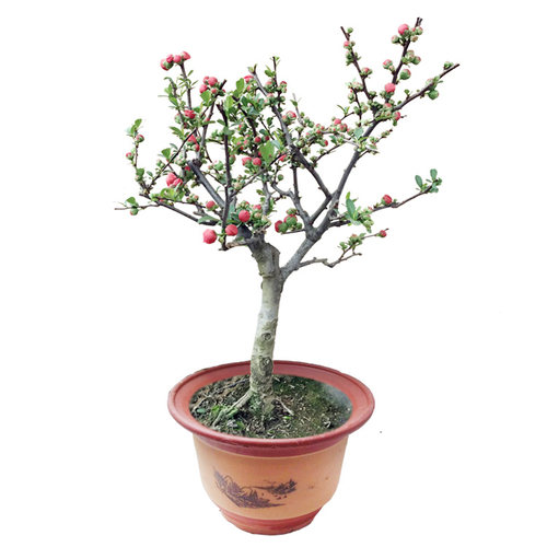 四季开花重瓣日本海棠苗盆栽 地载 花卉观花植物 室内花当年开花