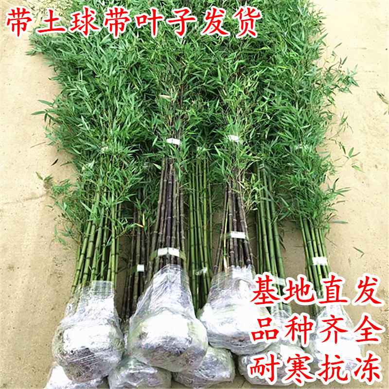 竹子苗庭院植物盆栽四季常青绿化图片