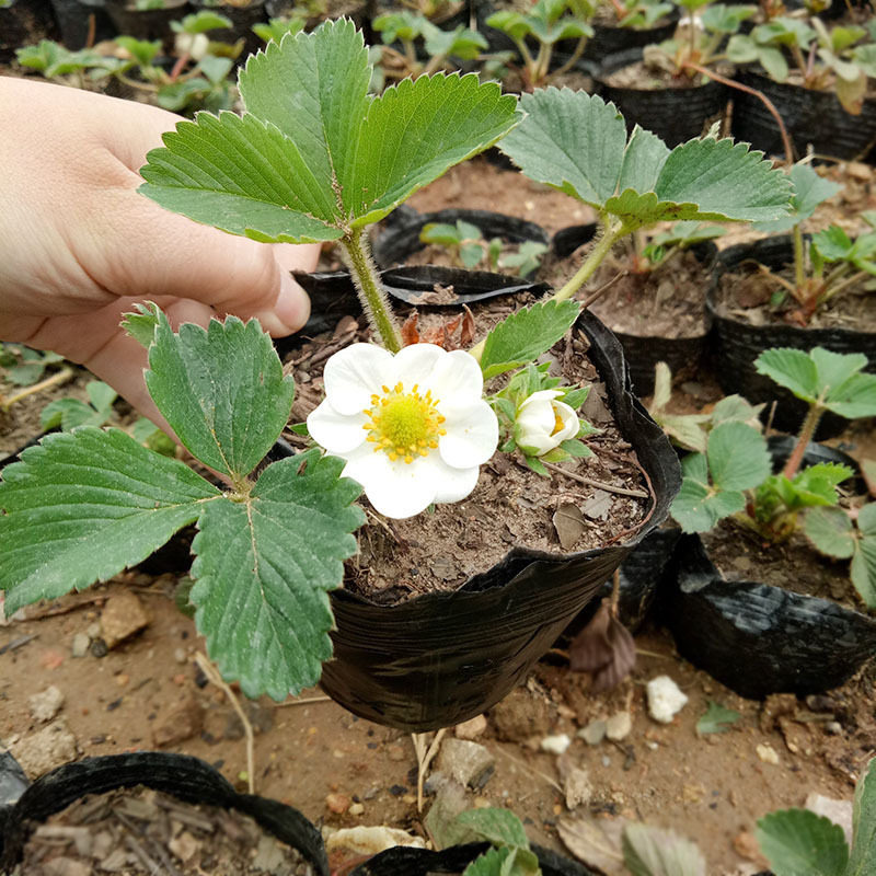 四季草莓苗盆栽带土奶油草莓秧苗