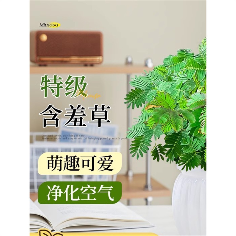 含羞草盆栽室内客厅办公桌面上害