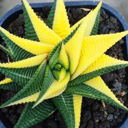 十二卷属多肉大全琉璃殿天使之泪