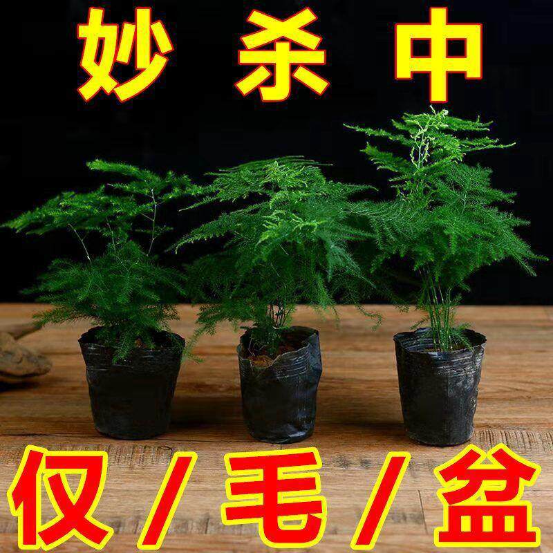 【耐寒】文竹盆栽绿植花卉盆景植物室内客厅水培文松云竹四季常青