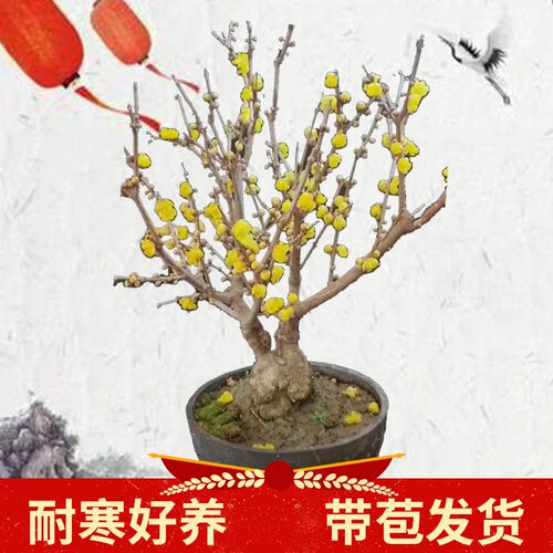 腊梅带花苞花苗树苗梅花盆栽浓香型花卉盆景冬季耐寒庭院室外植物