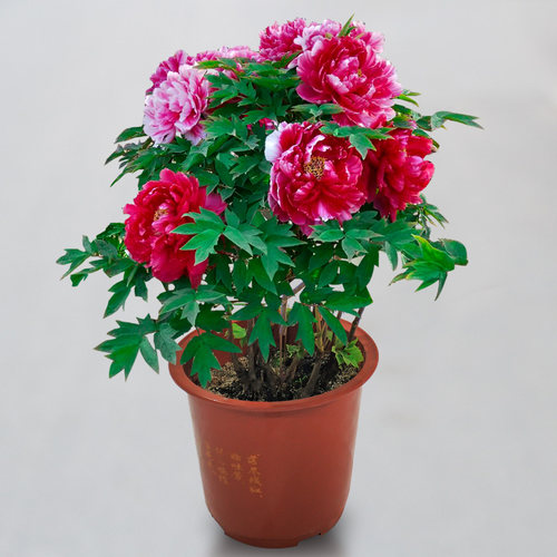 38元3棵5年洛阳牡丹花苗盆栽花卉观花植物室内花庭院阳台四季开花