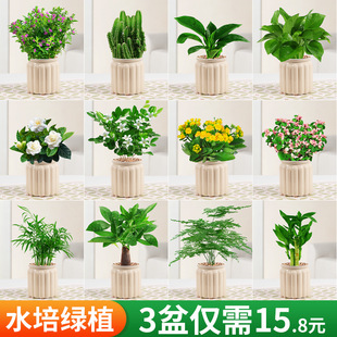 发财树盆栽绿萝箩桌面植物栀子花绿植花卉办公室内多肉水培好养活