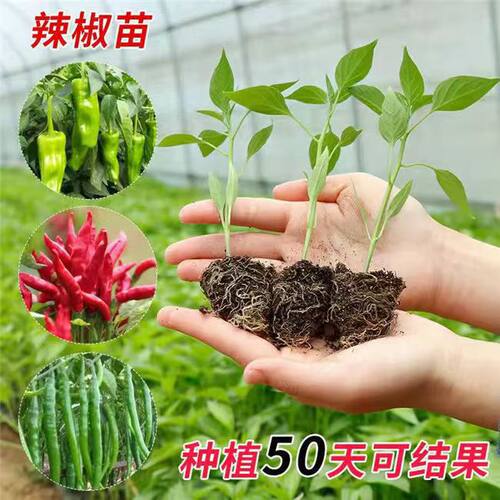 蔬菜苗辣椒苗秧苗四季黄瓜苗高产