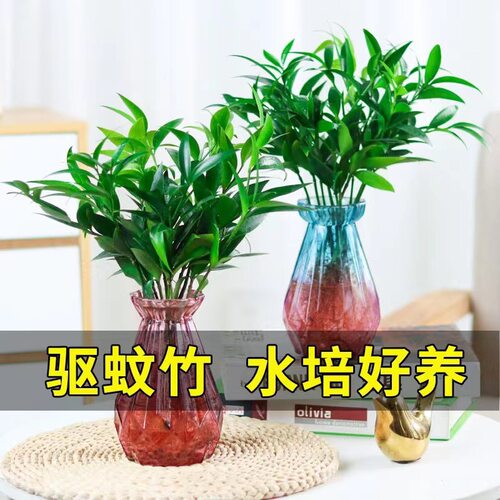 驱蚊竹柏盆栽驱蚊草水培植物富贵