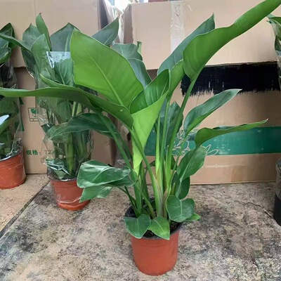 天堂鸟鹤望兰苗室内大型绿色植物