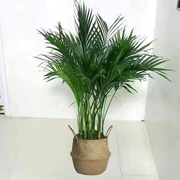散尾葵大型盆栽绿植室内客厅办公室加湿净化空气凤尾竹植物包邮