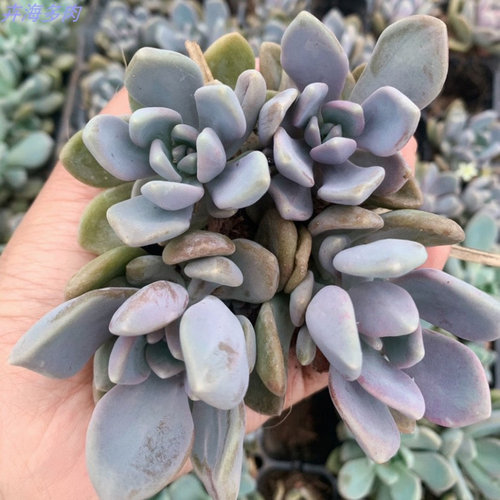 冬美人多肉植物新手绿植花卉阳台