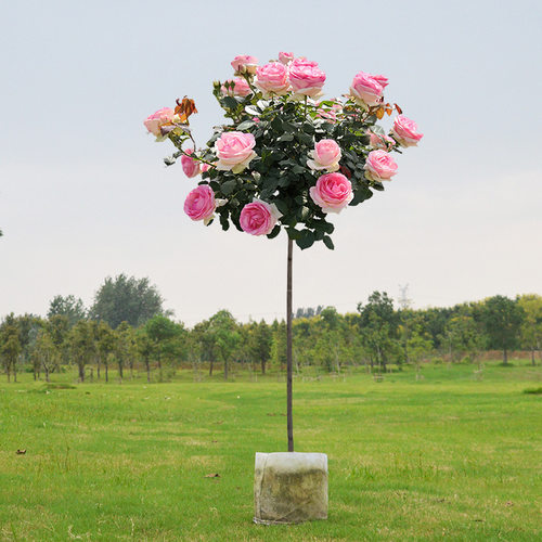 嫁接树桩月季花苗棒棒糖树状月季