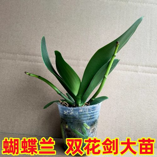 双花剑蝴蝶兰盆栽兰花大苗带花剑