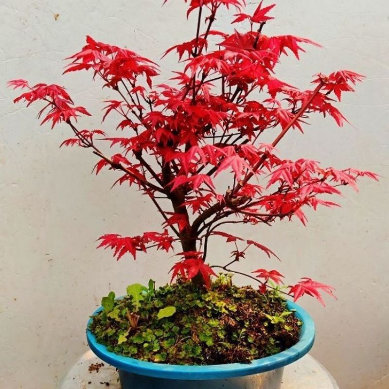 日本红枫盆景原生红舞姬盆栽老桩