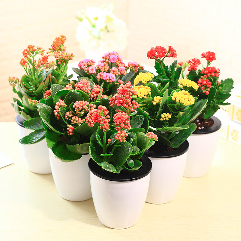 长寿花花卉观花植物重瓣花卉盆栽四季长寿花盆栽绿植冬季花卉植物