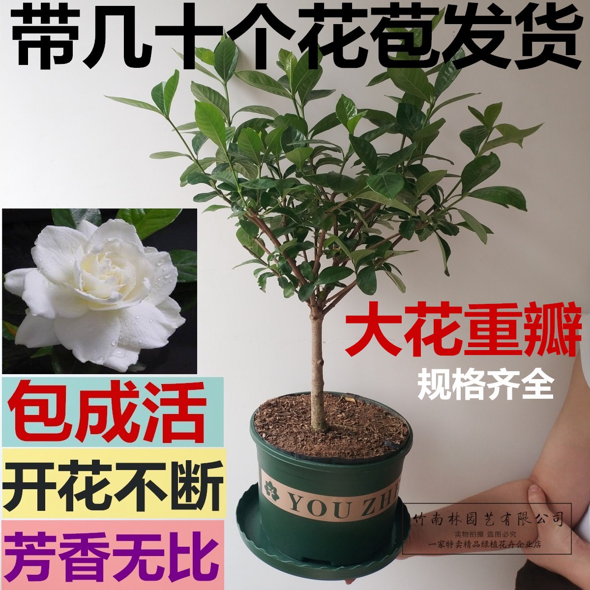 栀子花苗盆栽大叶四季开花不断枝枝花室内芳香植物很香最香的大花