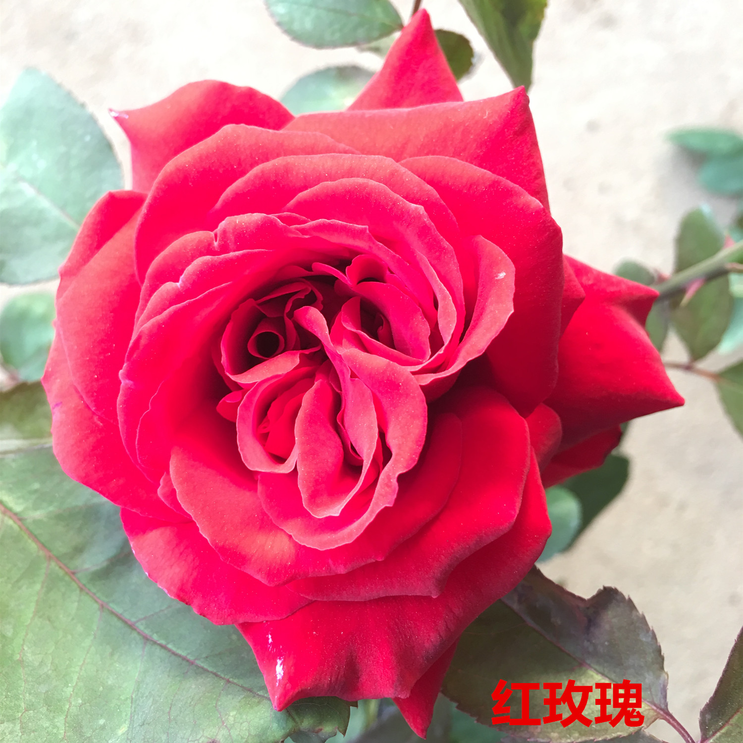 红玫瑰盆栽月季苗包邮图片