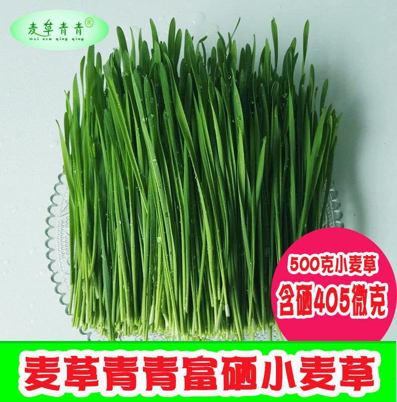 富硒新鲜小麦草大麦苗清汁麦绿素做青团榨汁喝全天然麦芽糖酵素