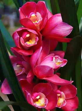 【带花苞】名贵品种建兰兰花兰苗兰草红宝石大花蕙兰年宵花好养