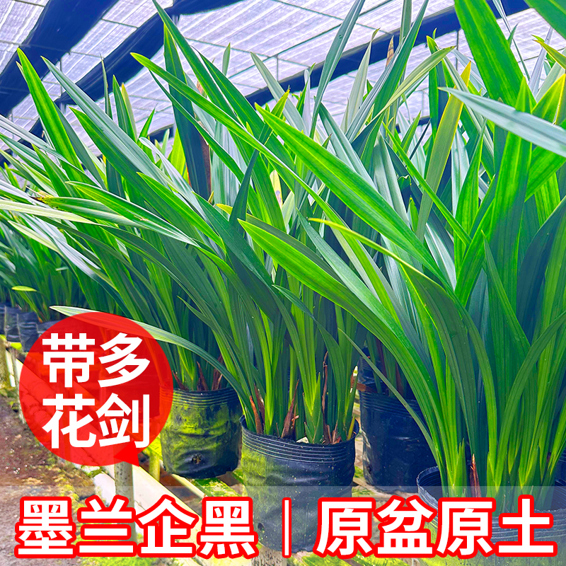 【带花剑】好养墨兰企黑名贵建兰兰花苗兰草花室内盆栽绿植带花苞
