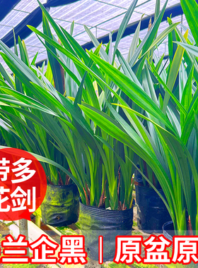 【带花剑】好养墨兰企黑名贵建兰兰花苗兰草花室内盆栽绿植带花苞