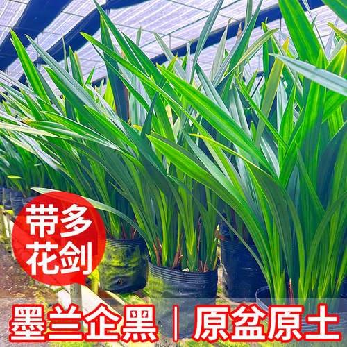 【带花剑】墨兰企黑兰花兰草兰苗