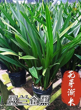 【带花剑】国兰名贵品种兰花墨兰企黑绿植盆栽室内带花苞兰草兰苗