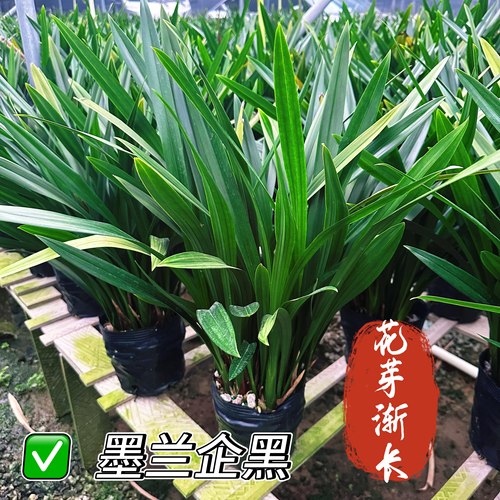 【带花剑】名贵兰花墨兰企黑花苞