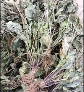 车前草整颗农家自然晒干的