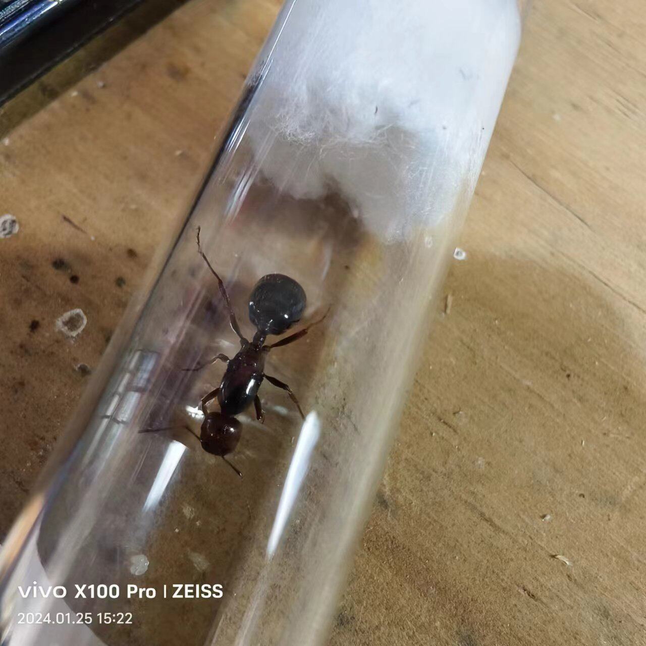 希伯来收获蚁 2024 新后 很红宠物异宠 包邮蛹幼 小群落 浙江老卢