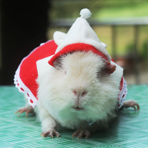 仓鼠衣服松鼠服装龙猫拍照道具