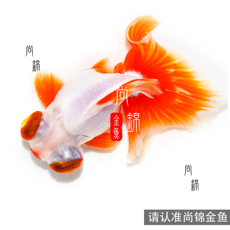 精品蝶尾金鱼活体观赏鱼好养红白包金蝶尾大眼冷水鱼耐活龙睛黑白