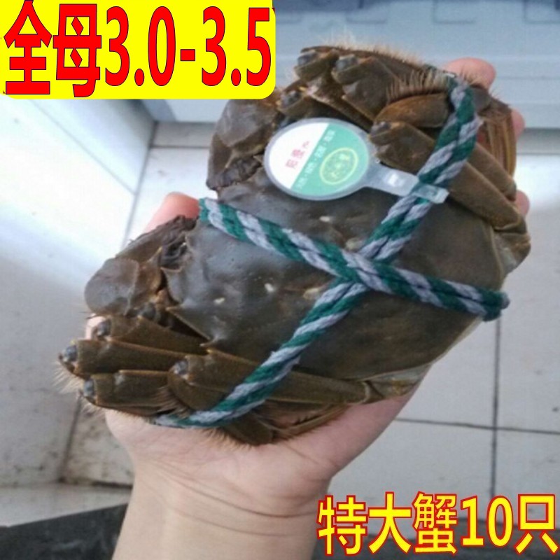 10只鲜活全母2.7-3.0两两