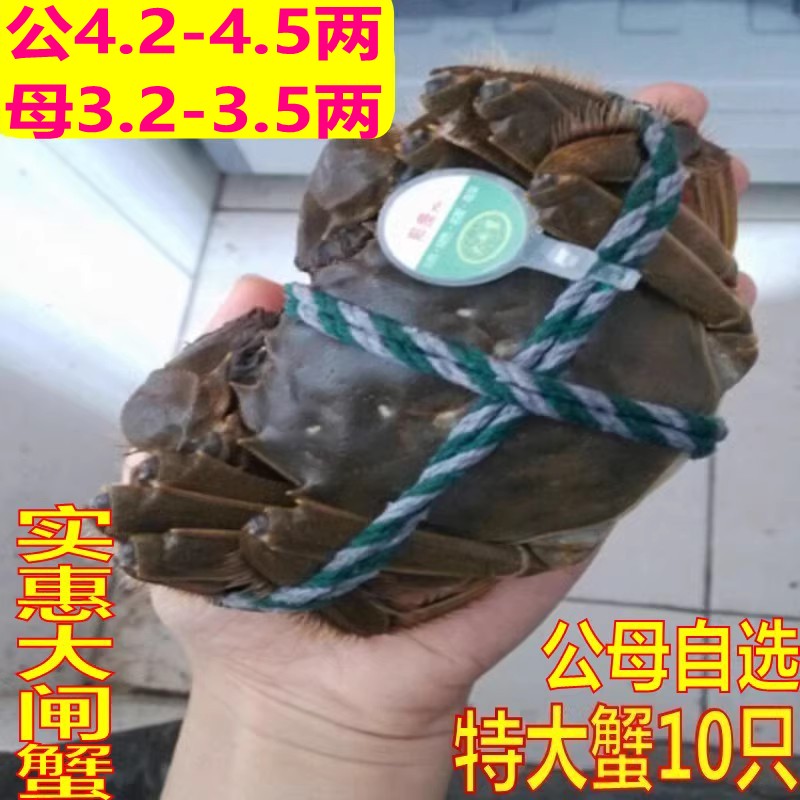 活蟹大闸蟹鲜活公4.2-4.5两母3.2-3.5两螃蟹买8送2只