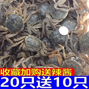 活蟹20送10只现货大闸蟹鲜活小螃蟹河蟹毛蟹河蟹香辣0.5 0.7两