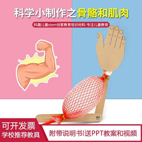 科学实验DIY骨骼肌肉模型儿童
