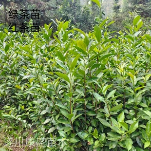 茶叶苗绿茶树苗红茶苗茶叶树苗早茶苗茶叶种子江西遂川汤湖茶