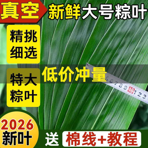 焙小姐大号新鲜粽叶现摘现发家用