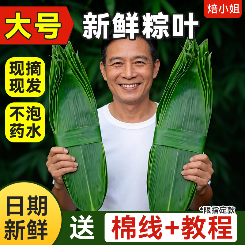 新鲜粽叶大号包棕子专用材料家箬叶野生现摘现发真正宗长宽非芦苇