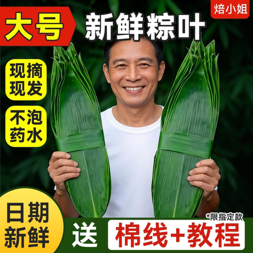 焙小姐大号新鲜粽叶包粽子的材料