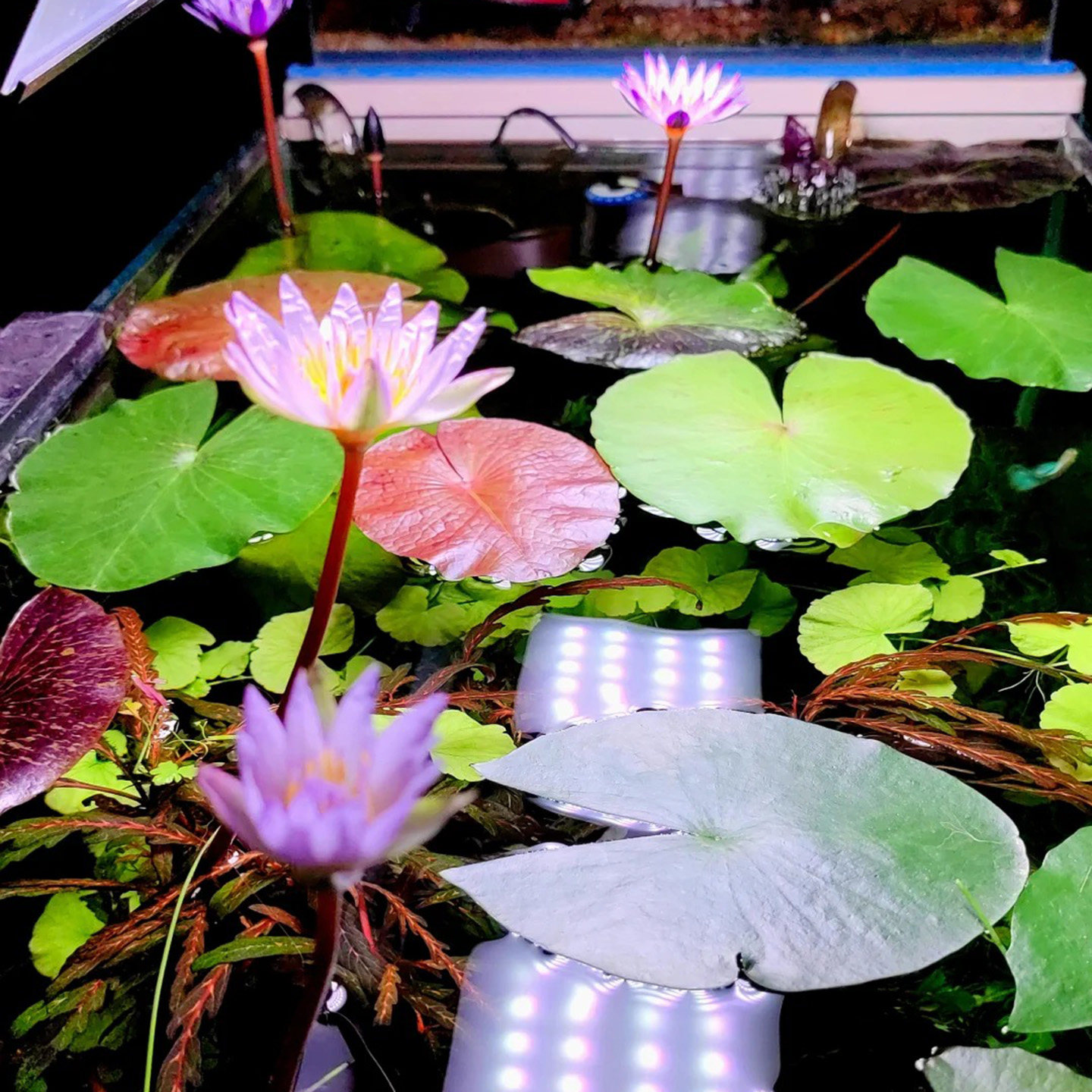 【顺丰包邮】睡莲水培植物带花苞