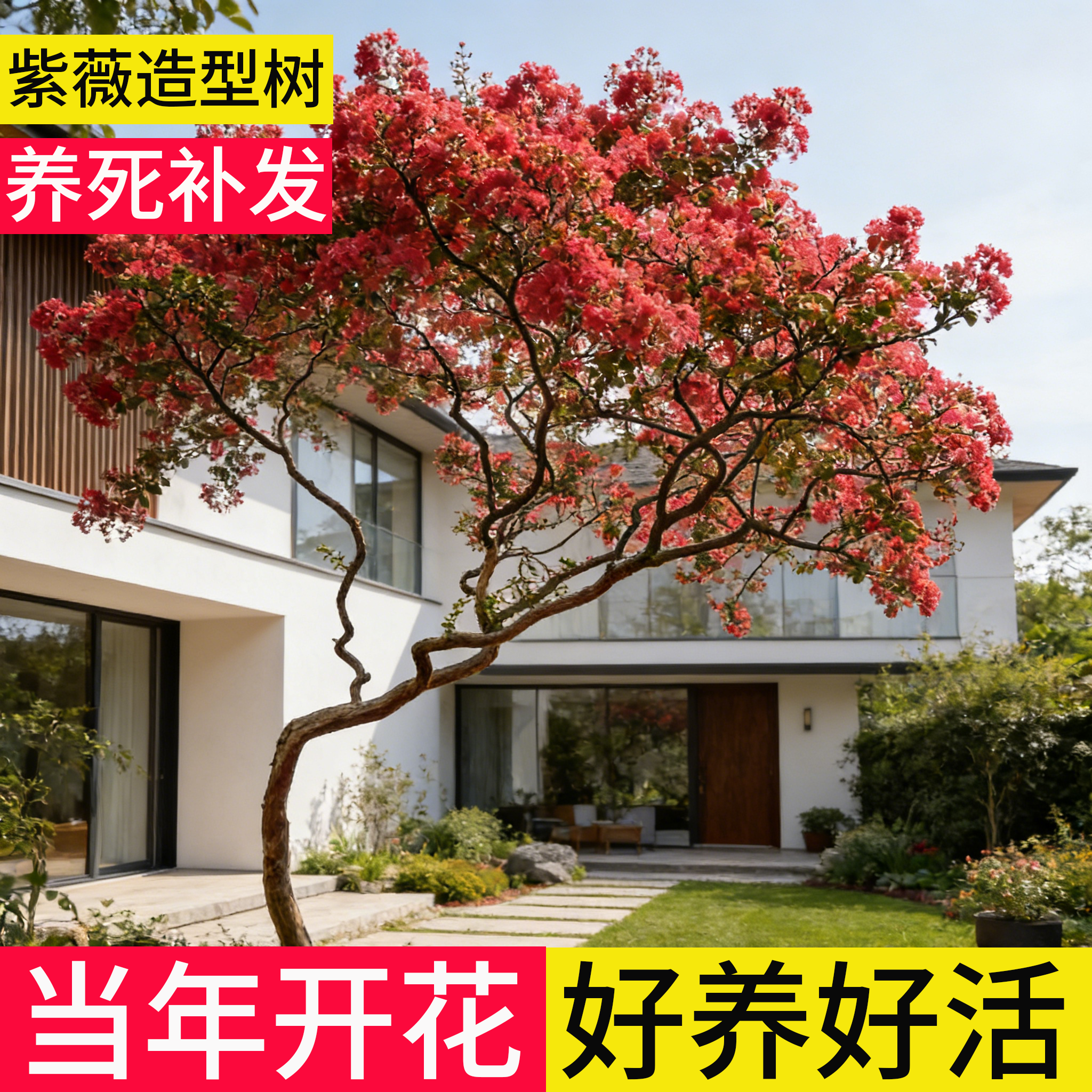 紫薇树老桩大树特大号花树大型丛生四季大苗庭院室外种植造型树苗