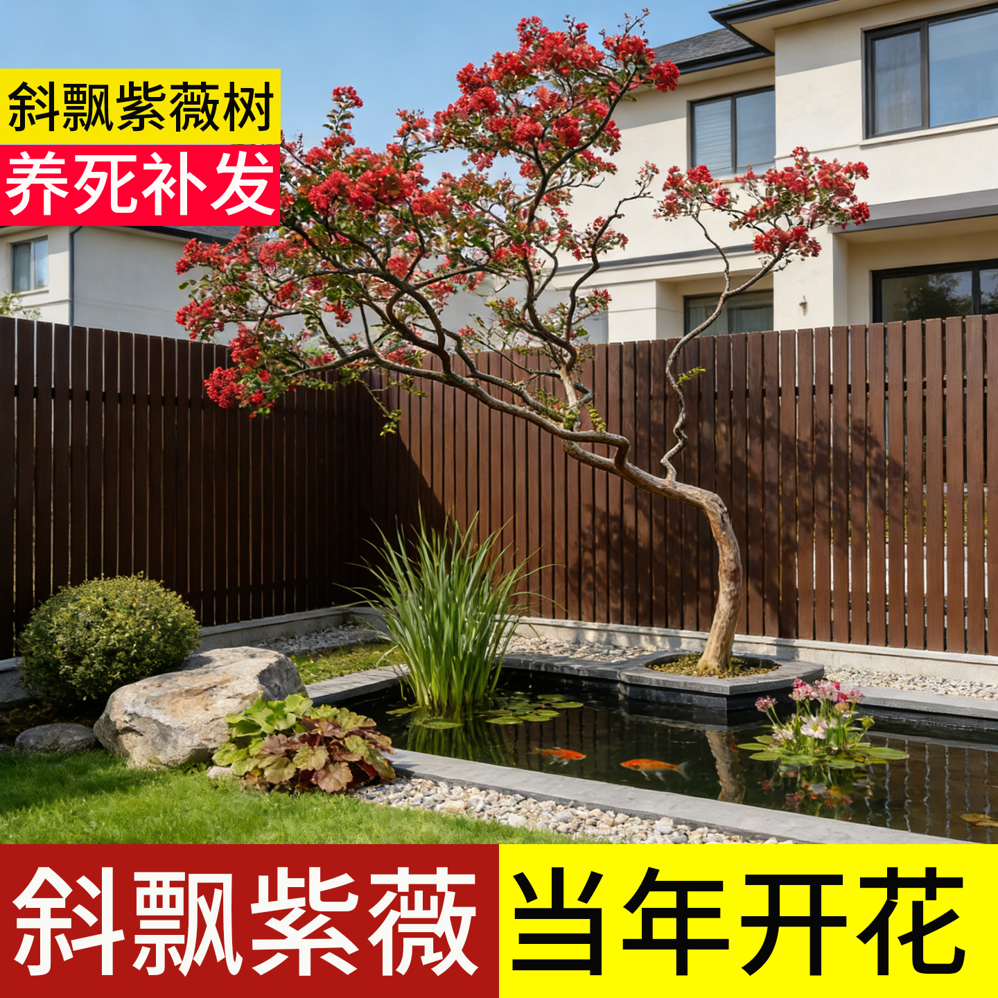 斜飘紫薇花树老桩造型大树苗特大型号庭院室外种植耐寒盆景带花苞