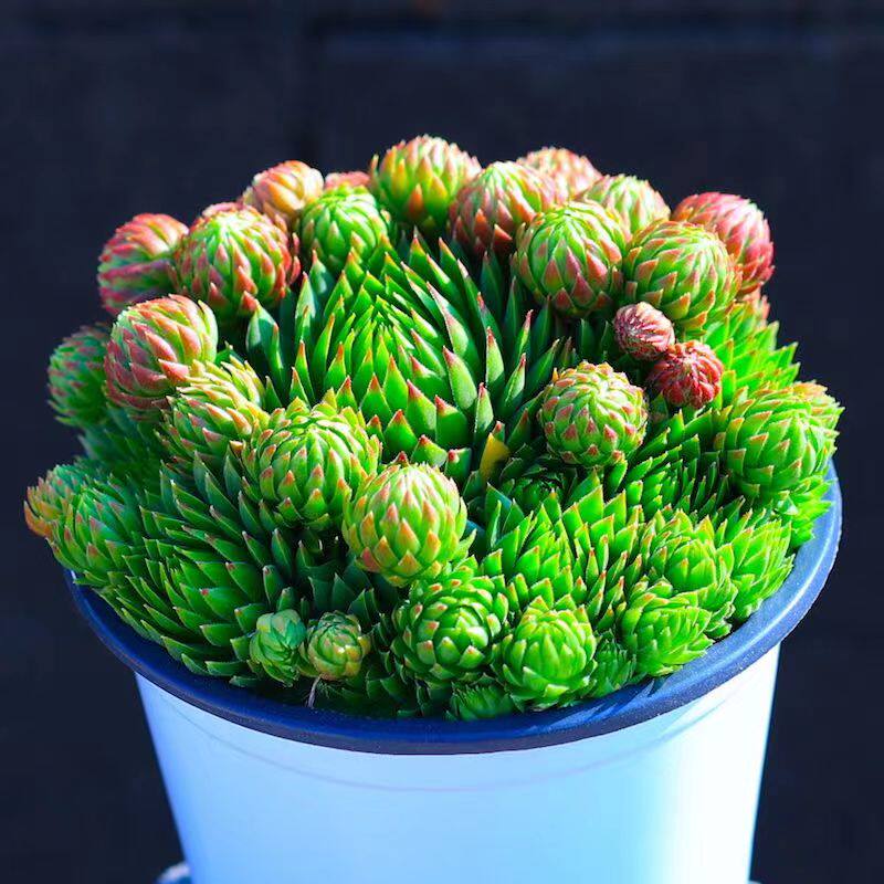 西瓜球 夏季好看好养不徒长多头群生长生草多肉植物 室内书房萌物