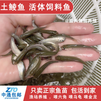 土鲮鱼鱼苗活体饲料鱼鱼料小杂鱼活鱼喂鳜鱼喂乌龟喂金龙鲈鱼桂花