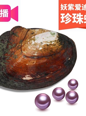 【高品质单珠蚌】直播开蚌取珍珠鲜活妖紫色河蚌天然珍珠裸珠diy