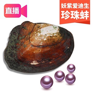 【高品质单珠蚌】直播开蚌取珍珠鲜活妖紫色河蚌天然珍珠裸珠diy
